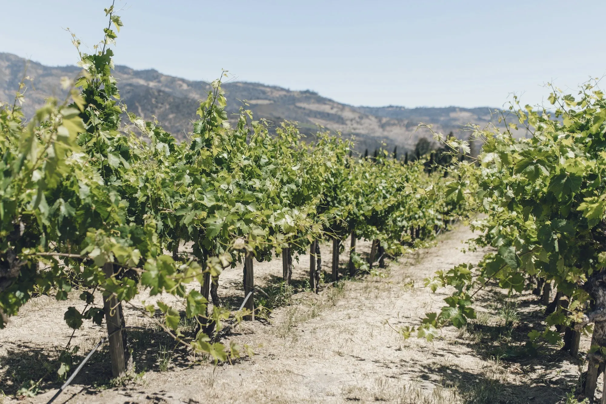 Rows of green grapevines in a North Bay vineyard beneath dry rolling hills.