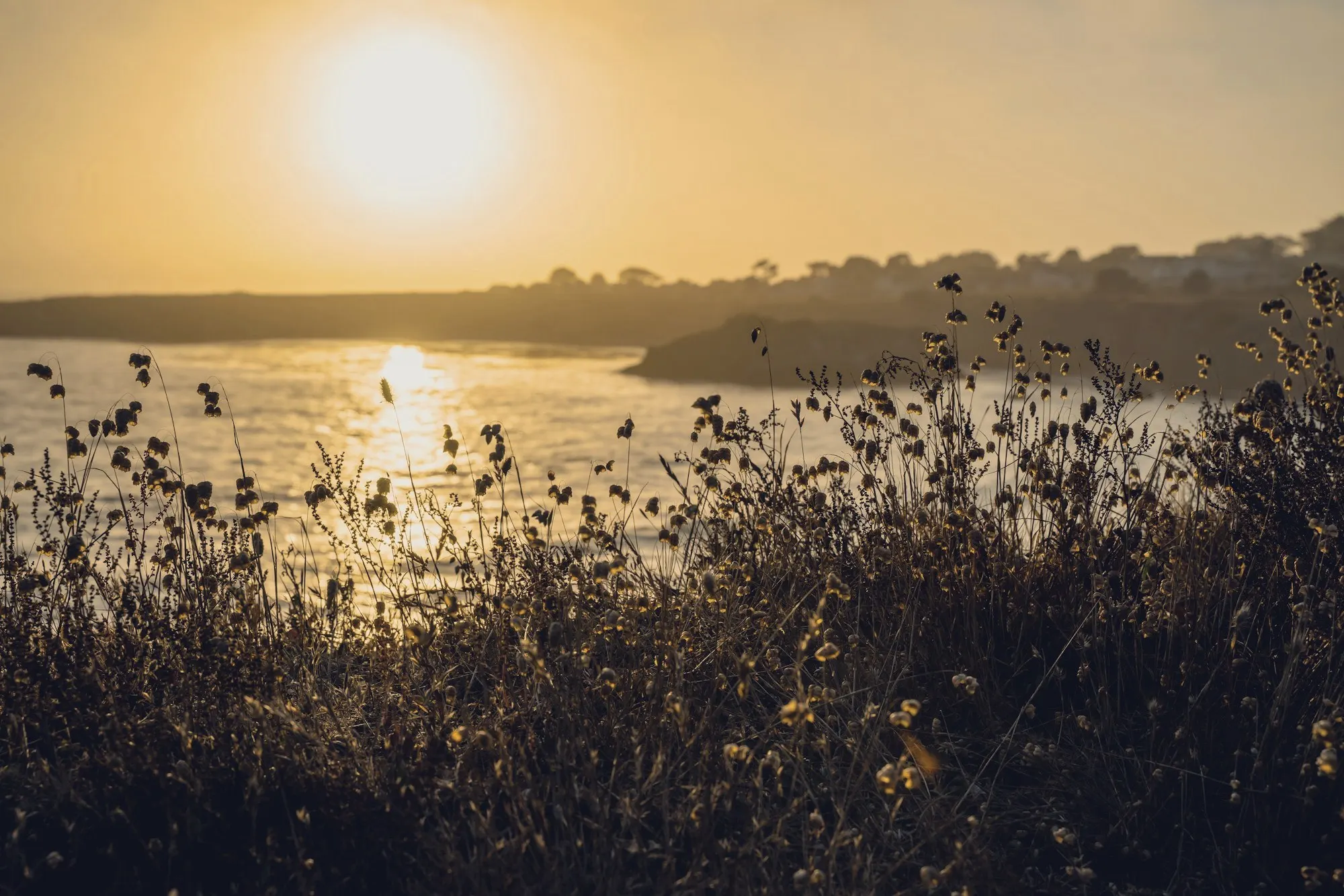 The sun setting over a rocky North Coast cove behind silhouetted wildflowers.